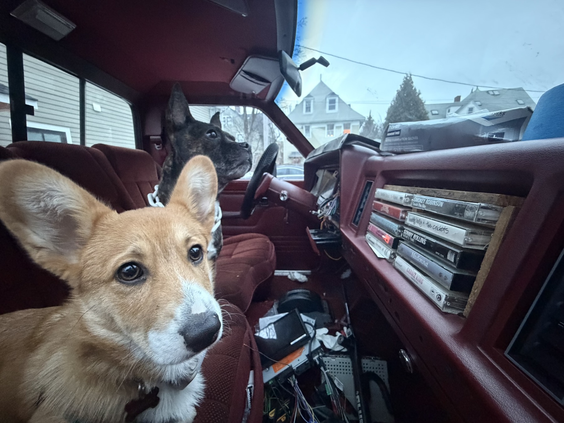 Two dogs sitting in the cab of the truck
